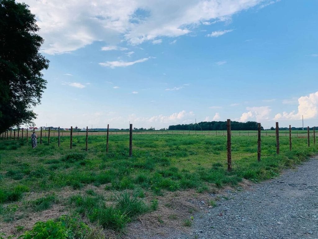 Wille Racławickie - freedomholding